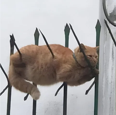Кот застрял на заборе