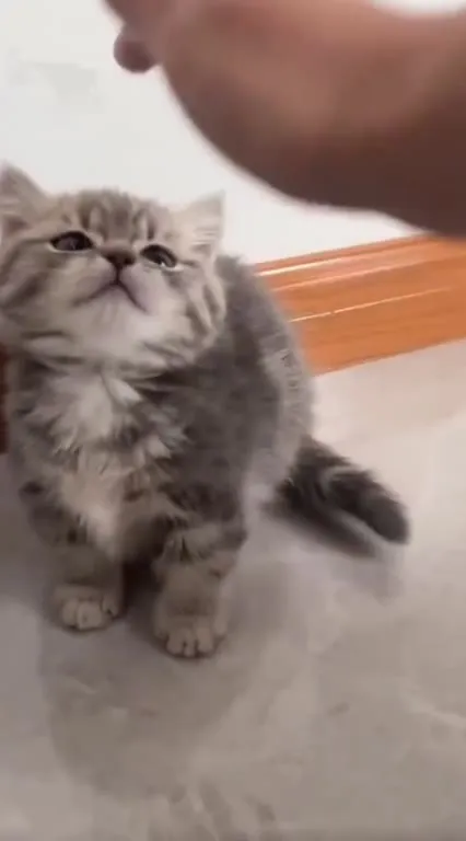 Котёнок ловит палец