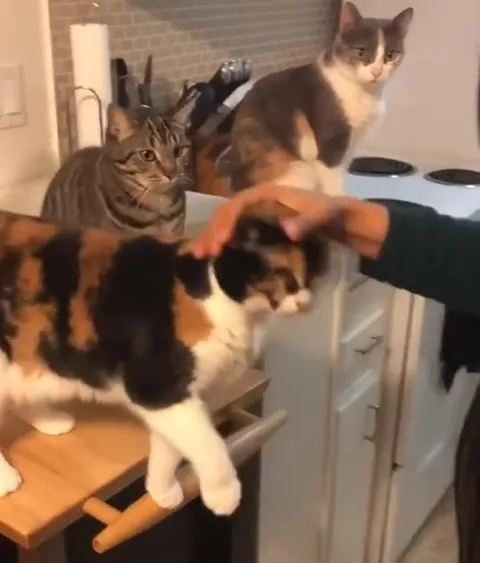 Кот не даёт пять