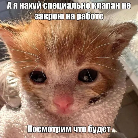 Кот специально не закрывает клапан