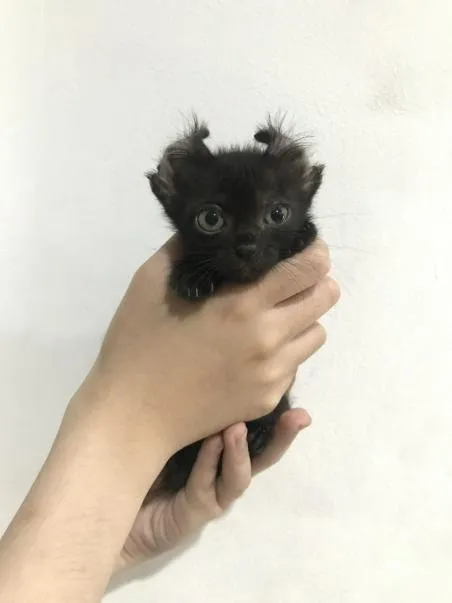 Испуганный чёрный котёнок