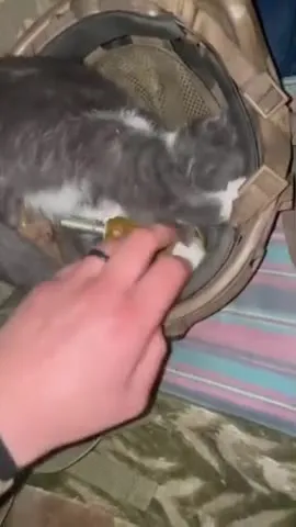 Котёнок в шлеме играет с рукой