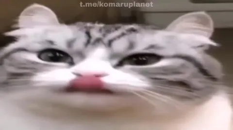 Кот издаёт автомобильный гудок