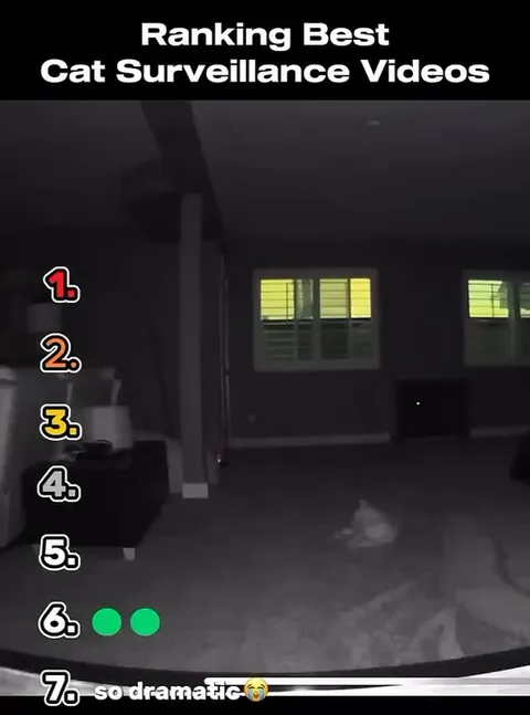 Ranking Best Cat Surveillance Videos
