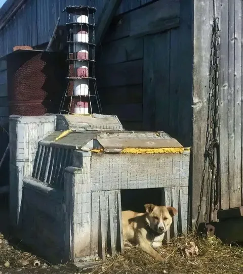 Собака в странной будке