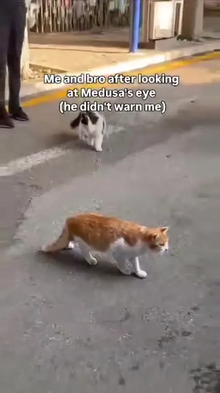 Medusa's Eye Made Us Cats