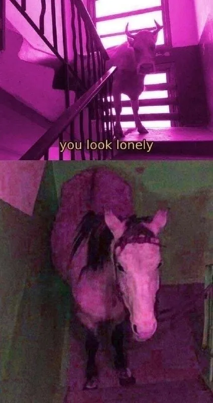 You Look Lonely Horse
