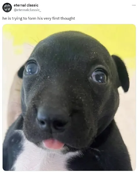 Puppy Forms His First Thought