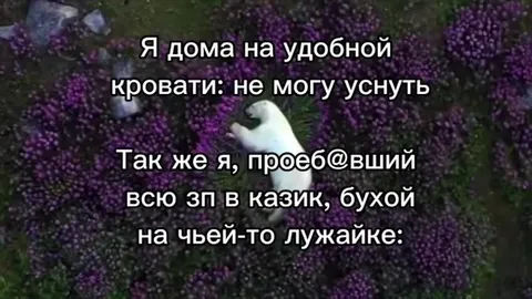 Пьяный кот на чужой лужайке