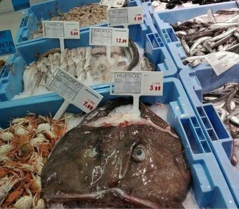 Pescado con cara de susto