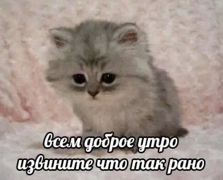 Котёнок желает доброго утра