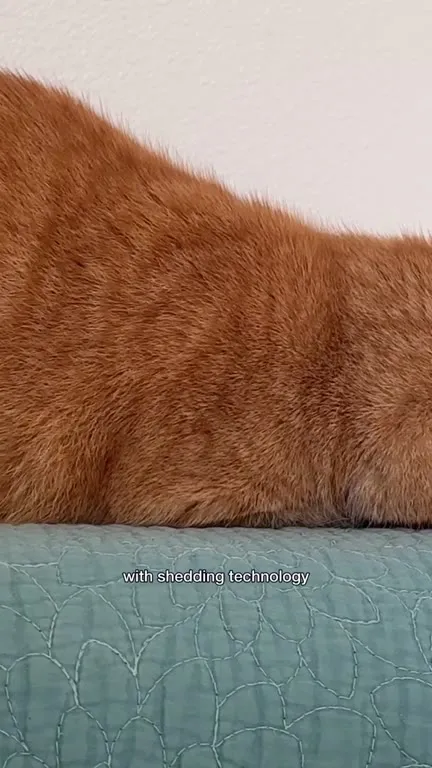 Presenting the iLoaf