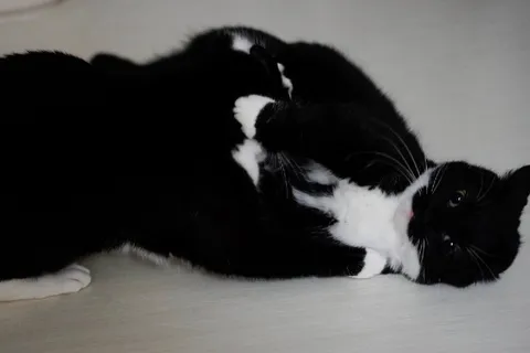 Коты устроили борьбу