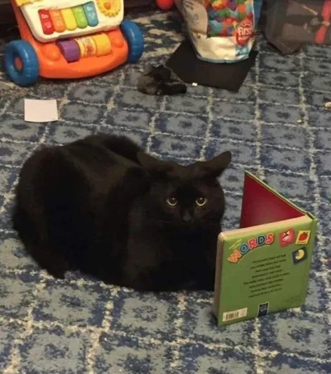 Black Cat Reading Words