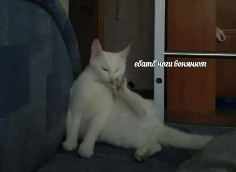 Кот, у которого воняют ноги