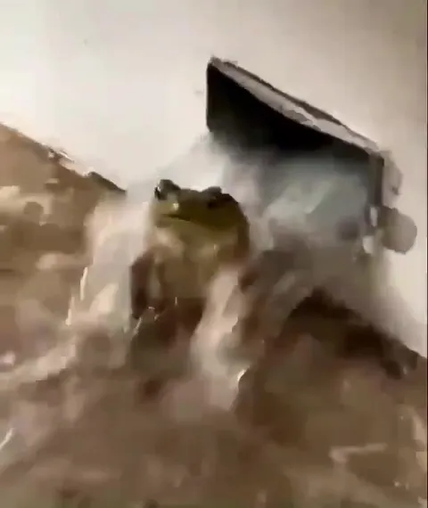 Лягушка в потоке воды