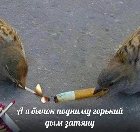 Вороны делят окурок