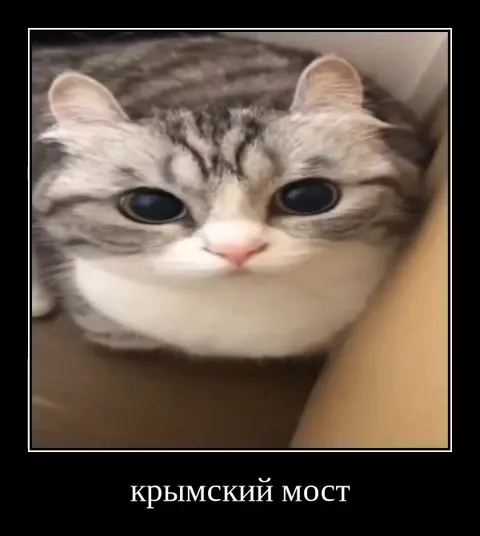Кот смотрит на Крымский мост