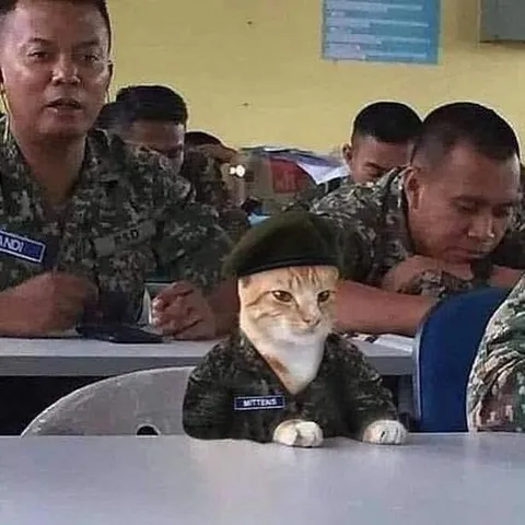Cat Attends a Military Meeting
