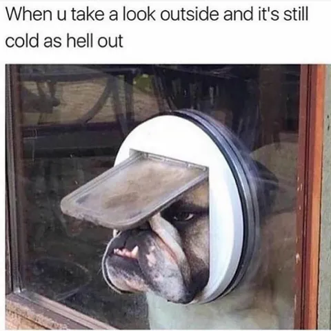 Dog Sticks Head Outside