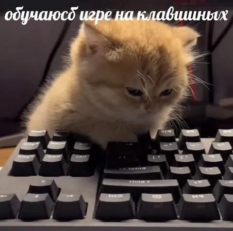 Кот обучается игре на клавишных