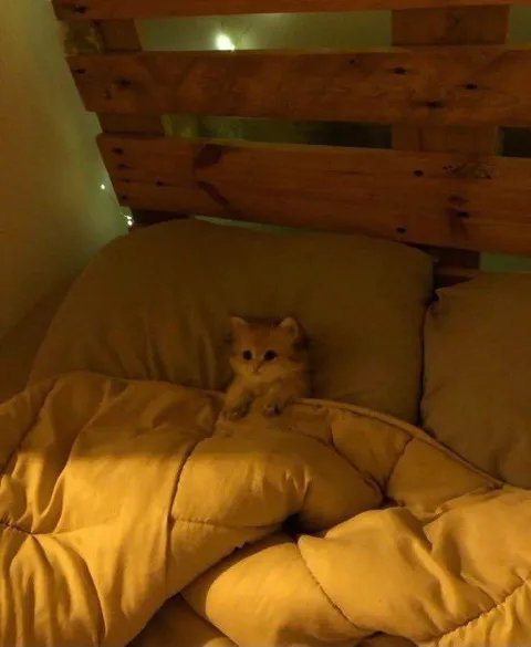 Котёнок уютно спрятался в одеяле