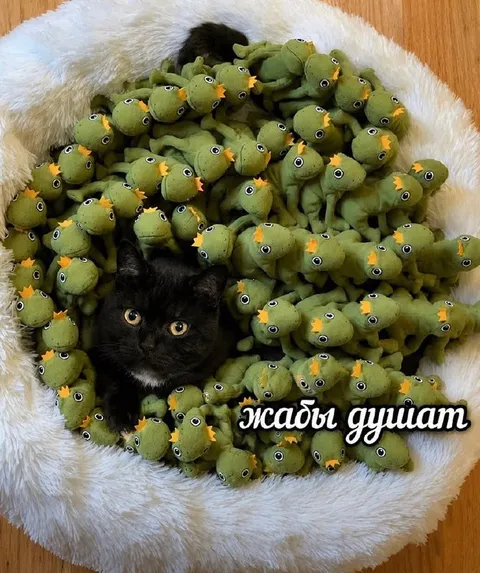 Жабы душат кота