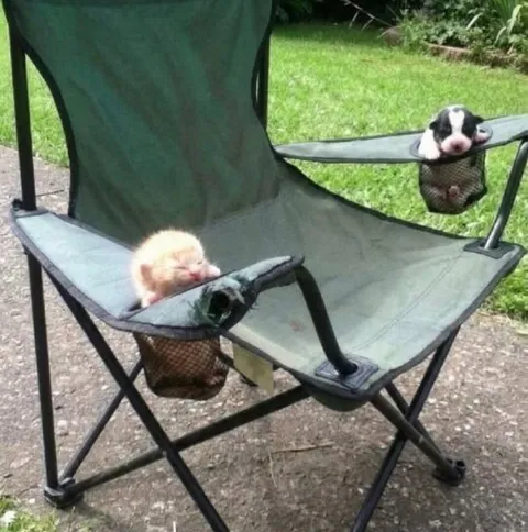 Котята делят складное кресло