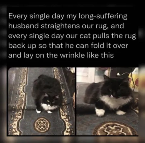 Cat Folds the Rug