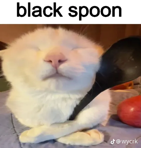 Black Spoon Cat