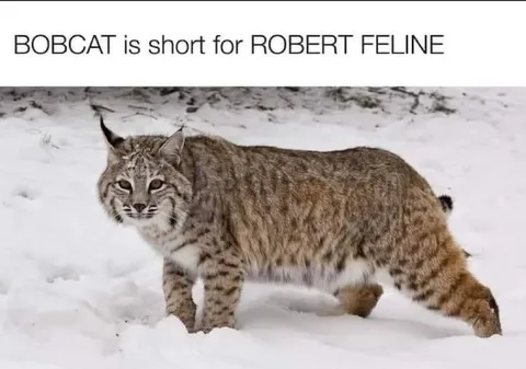 Bobcat Means Robert Feline