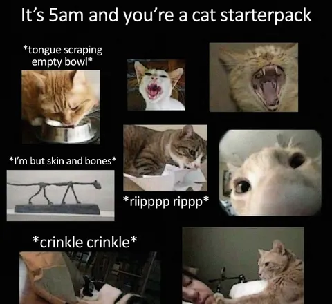 Sam cat starterpack