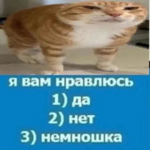 Кот требует срочно ответить