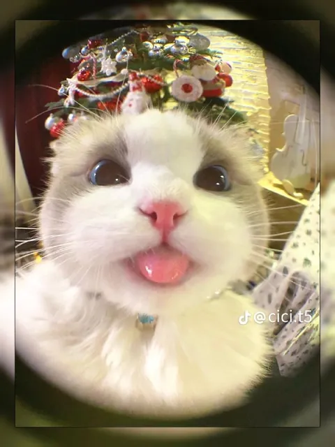 Кот с высунутым языком