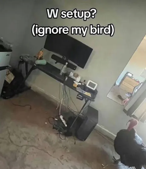 W Setup With a Bird