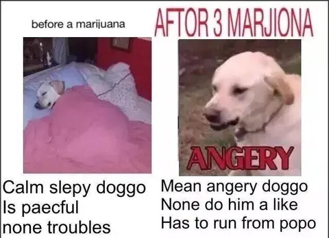 Doggo Before and After Marijuana