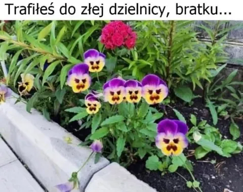 Zła dzielnica bratku