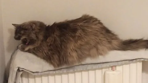 Кот лежит на батарее