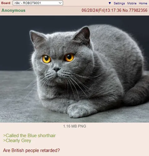 Blue Shorthair Clearly Grey