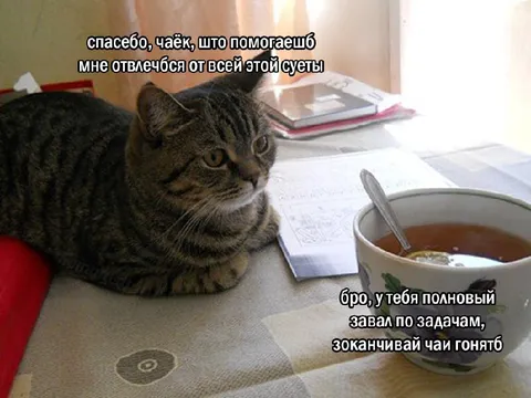 Кот отвлекается на чай