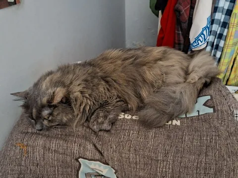 Кот занял всю кровать