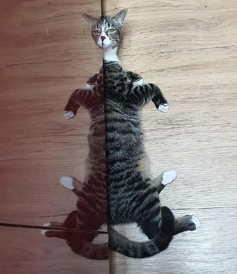 Кот разделённый пополам