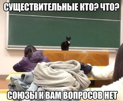 Кот на уроке русского языка