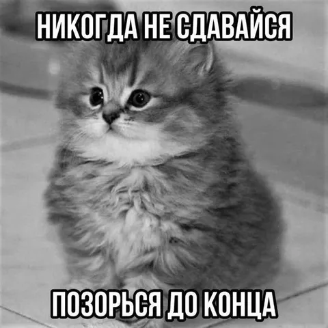 Никогда не сдавайся, позорься до конца