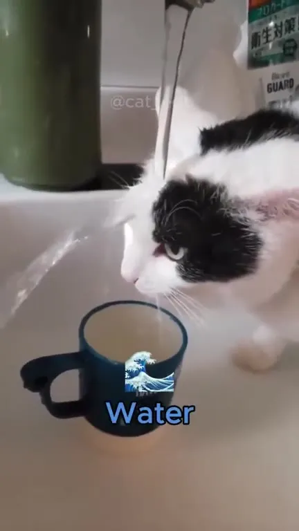 Cats Master the Four Elements