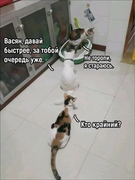 Кошачья очередь в туалет