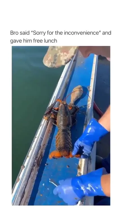 Sorry for the Inconvenience Lobster Lunch