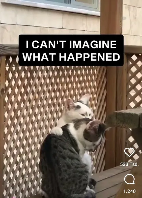 I Can't Imagine What Happened Cats