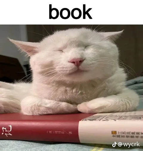 Sleepy Cat Reading a Book