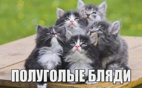 Полуголые бляди-котята